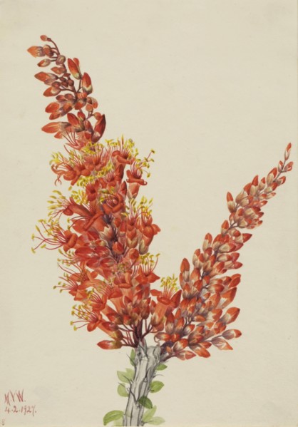 Ocotillo (Fouquieria splendens), 1927.