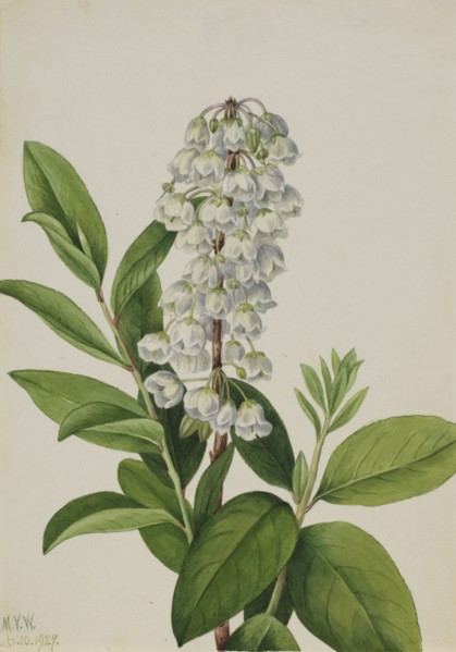 Zenobia (Zenobia cassinifolia), 1927.
