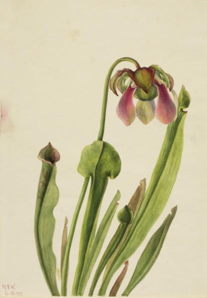 Catesby Pitcherplant (Sarracenia catesaei), 1929.
