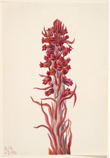 Snow Plant (Sarcodes sanguinea), 1930.