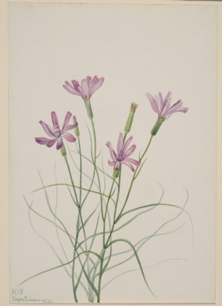 Skeleton Weed (Lygodesmia grandiflora), 1931.
