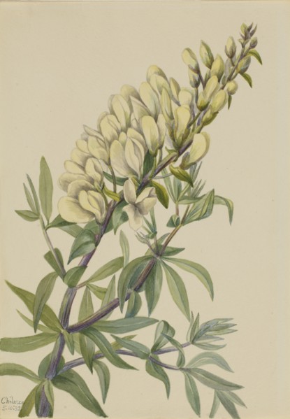 False Indigo (Baptista bructeata), 1932.