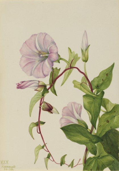 Hedge Bindweed (Calystegia (Convolvulus) sepium), 1932.