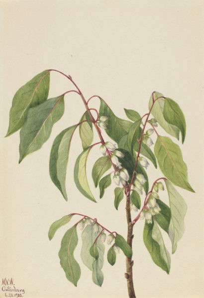 Persimmon (Diospyros virginiana), 1932.