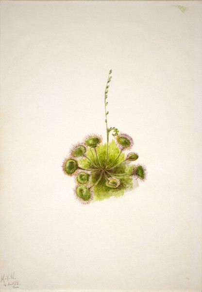 Roundleaf Sundew (Drosera rotundifolia), 1933.