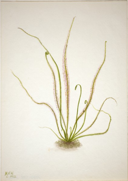 Thread Leaf Sundew (Drosera rotundifolia), 1933.