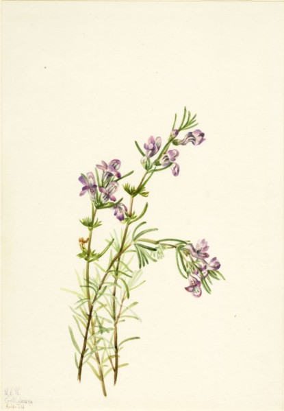 Conradina verticillata, 1934.