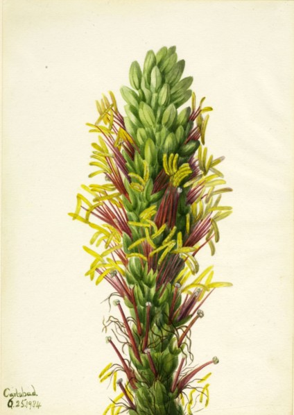 Lechuguilla (Agava lechuguilla), 1934.