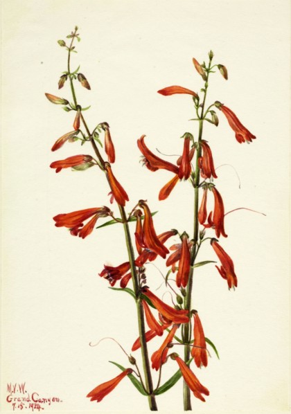Pentstemon (Pentstemon barbatus), 1934.