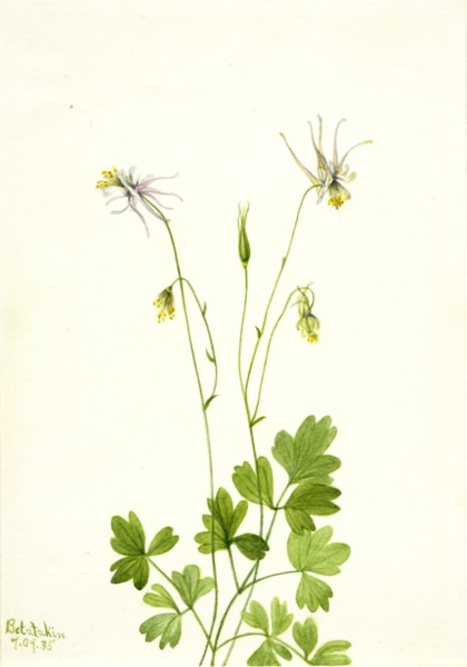 Aquilegia ecalcarata, 1935.