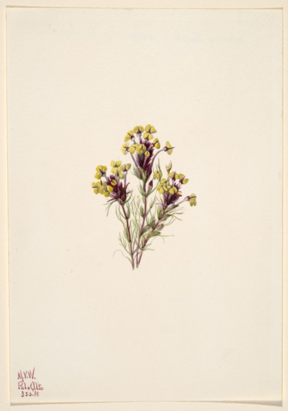 Owl's Clover (Orthocarpus erianthus), 1935.