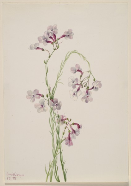 Pentstemon ambiguus, 1935.