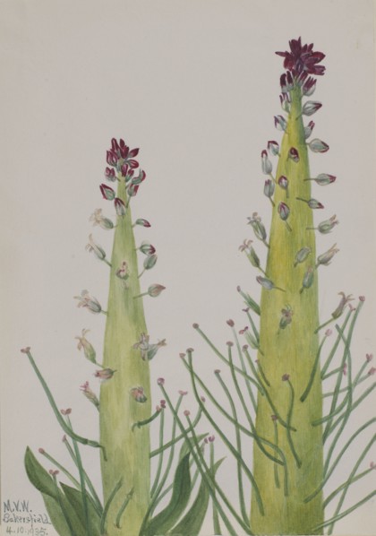 Squaw-Cabbage (Caulanthus inflatus), 1935.