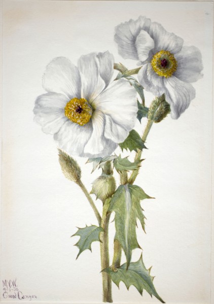Prickly Poppy (Argemone hispeda), 1936.
