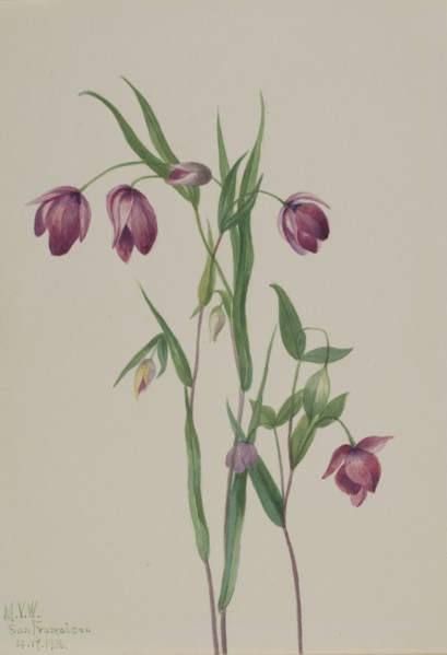 Purple Fairy Lantern (Calochortus anoenum), 1936.