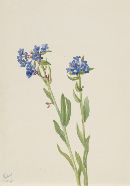 Alpine Forget-Me-Not (Myosotis alpestris), 1937.