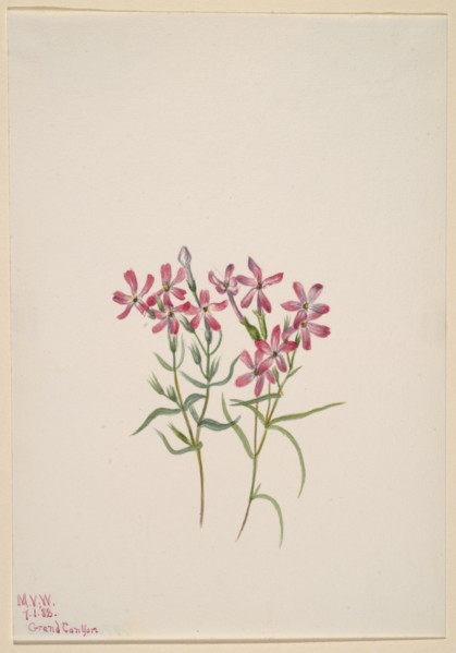 Phlox stansburyi, 1938.