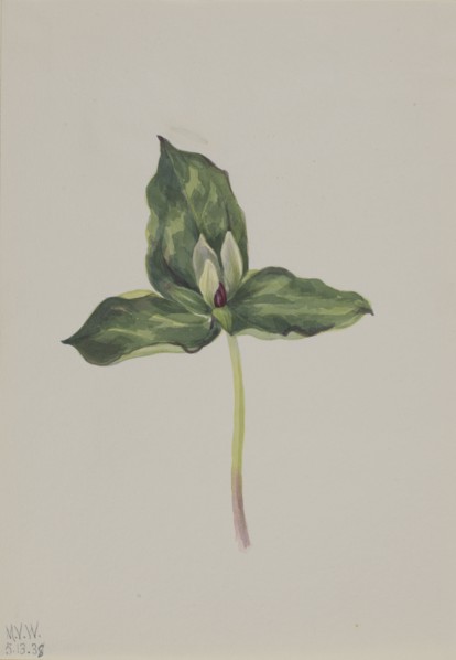 Trillium discolor, 1938.