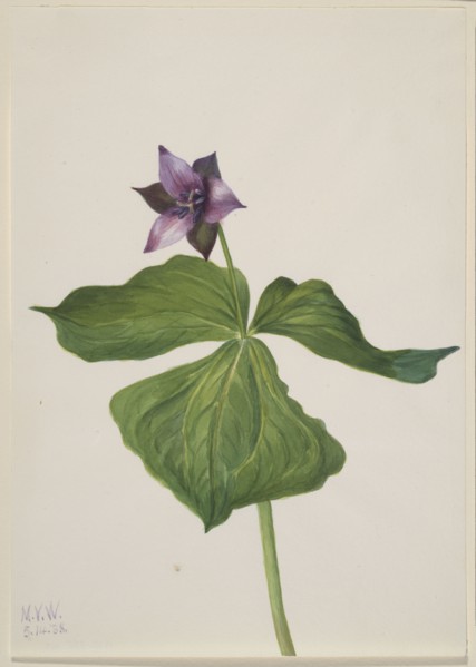 Trillium erectum, 1938.