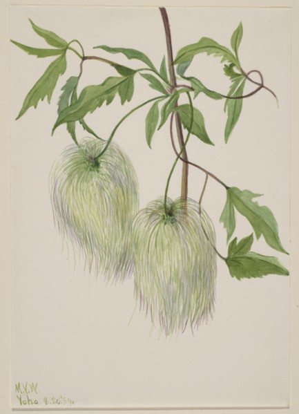 Untitled--Plant Study, 1939.