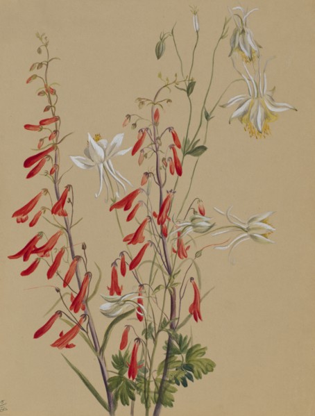 Untitled--Flower Study, ca. 1883-1900.