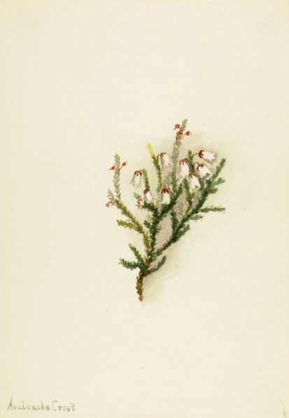 Cassiope (Cassiope mertensiana), ca. 1900-1905.