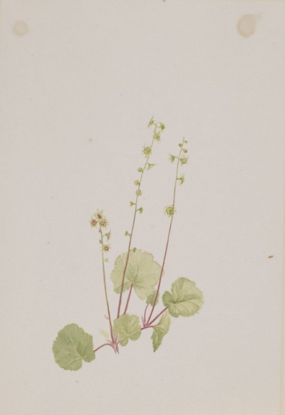 Mitella nuda, ca. 1900-1920.