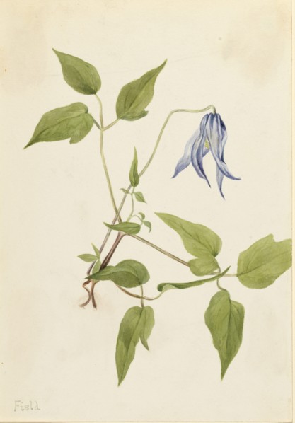 Columbia Clematis (Clematis columbiana), ca. 1900-1925.