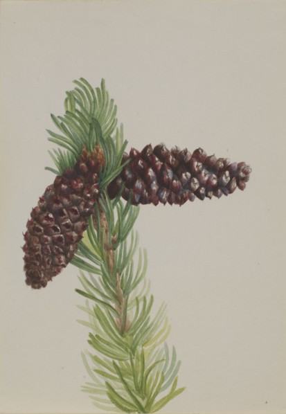Bristle-Cone Pine (Pinus aristata), ca. 1930s.