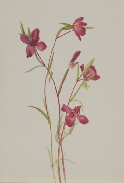 Farewell to Spring (Godetia amoena lilja), ca. 1930s.