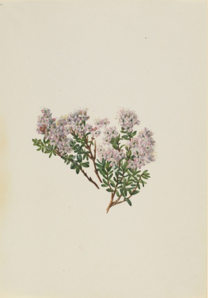 Sand Myrtle (Leiophyllum lyoni), ca. 1930s.