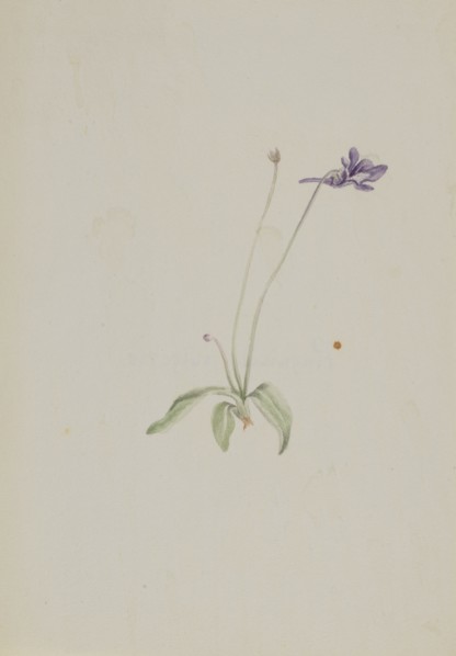 Pinguicula vulgaris, ca. early 1930s.