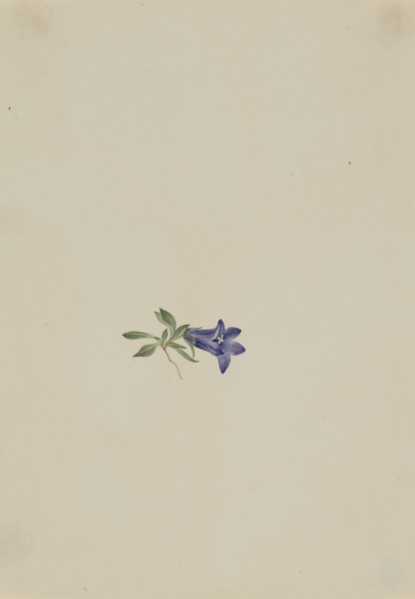 Alpine Harebell (Campanula lasiocarpa), n.d.