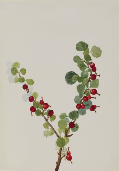 Currant (unfinished) (Ribes species), n.d.