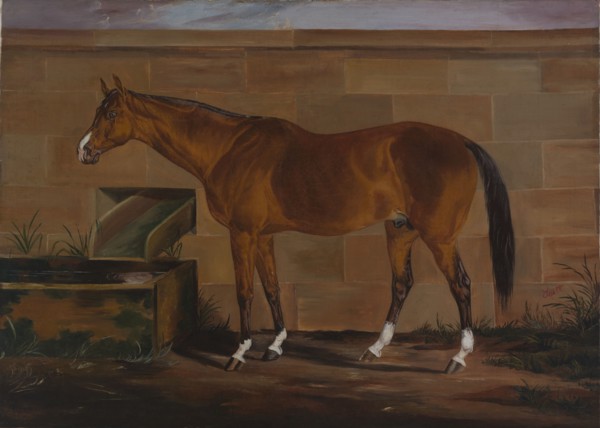 Portrait of Lexington, ca. 1857.