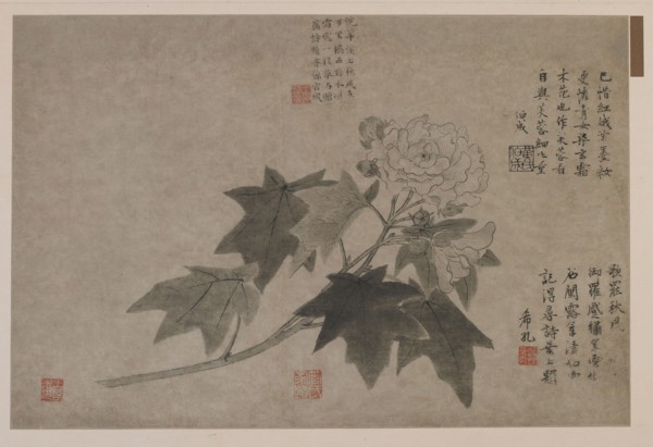 Hibiscus, 1347.