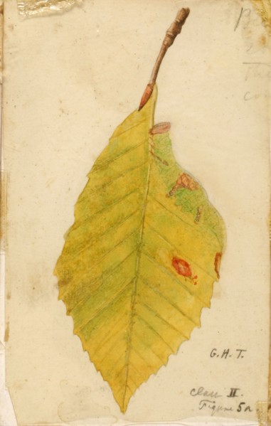 Crumpled and Withered Leaf Edge Mimicking Caterpillar..., late 19th-early 20th century. Creator: Emma Beach Thayer.