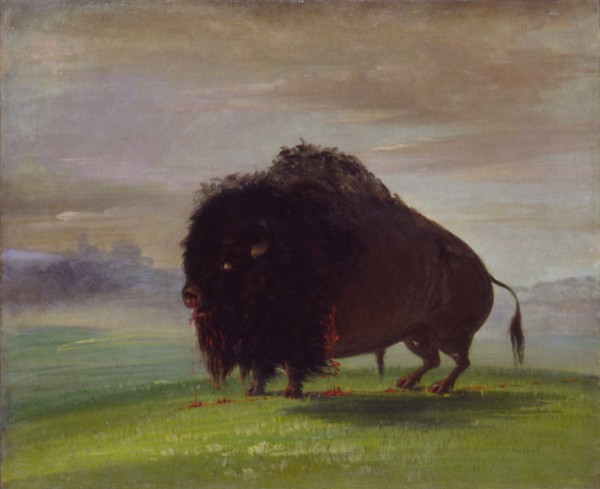 Wounded Buffalo, Strewing His Blood over the Prairies, 1832-1833.