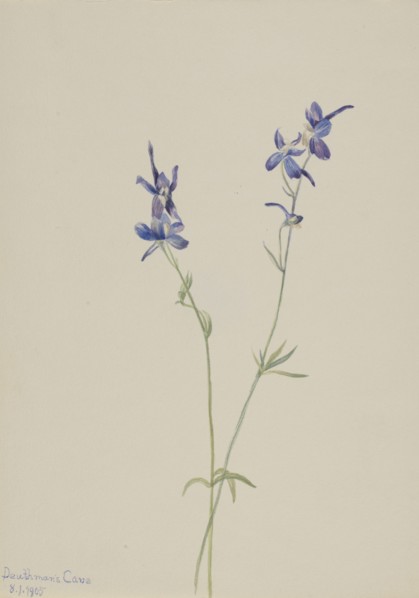 Blue Larkspur (Delphinium nuttallianum), 1905.