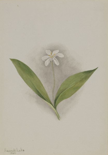 Queencup (Clintonia uniflora), 1902.