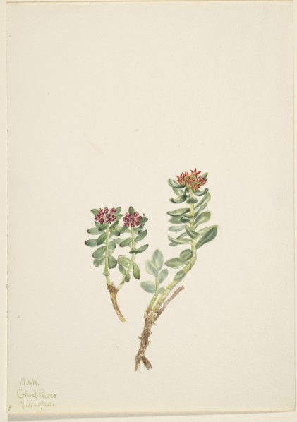 Sanifoiga adscendeus, 1920.