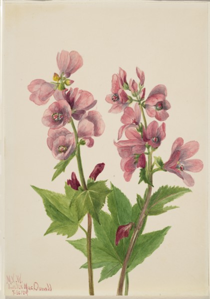 Untitled--Flower Study, 1939.