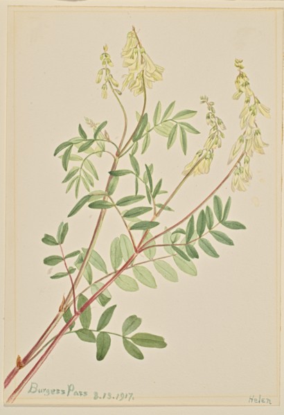 Hedysarum (Hedysarum sulphurescens), 1917.