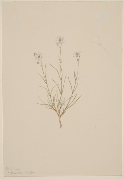 Arenaria formosa, 1904.