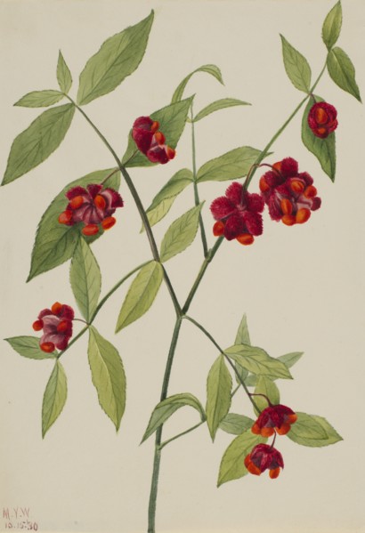 Strawberry Bush-"Hearts Bustin' with Love" (Euonymus Americanus), 1930.