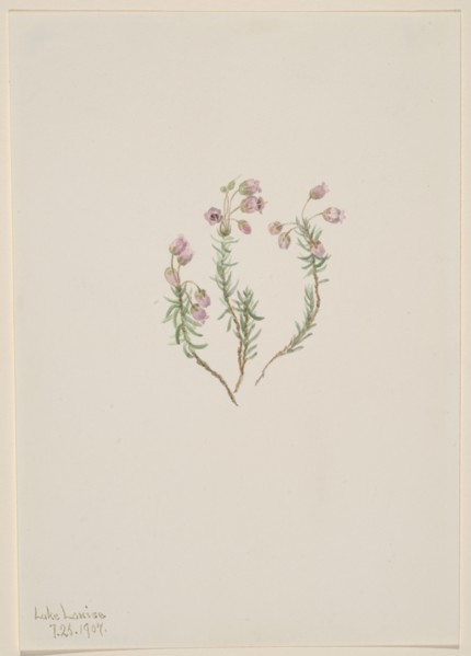 Heather (Phyllodoce intermedia), 1907.