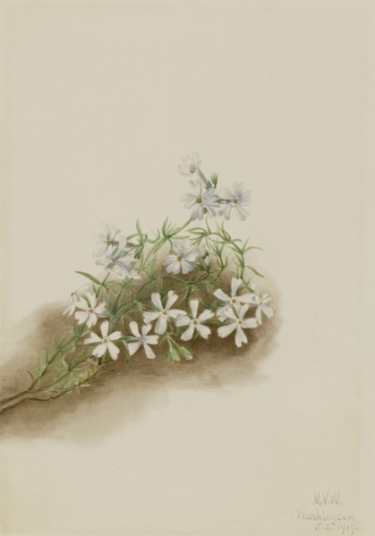 Moss Pink (Phlox subulate), 1919.
