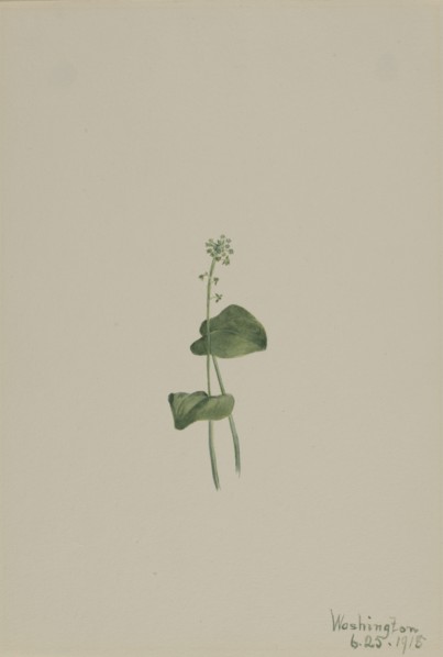 Green Adder's Mouth (Malaxis unifolia), 1918.