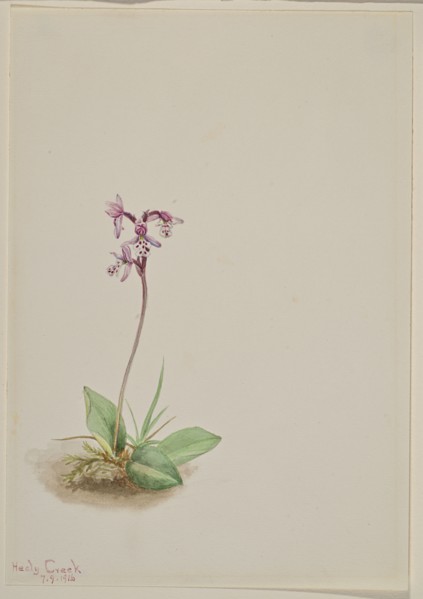 Orchis (Orchis rotundifolia), 1916.