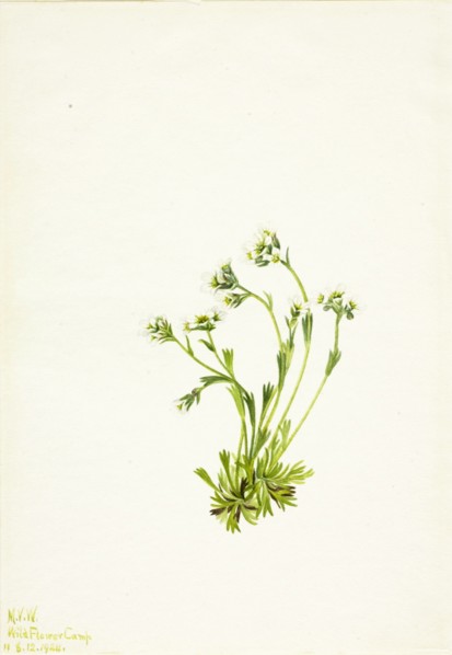 Saxifrage (Saxifraga caespitosa), 1924.